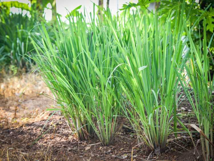 Lire la suite à propos de l’article Plantes solaires anti-insectes – Plantes de plein soleil qui repoussent les insectes