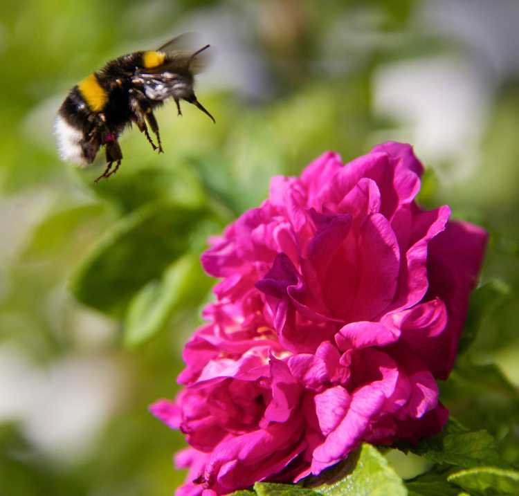 You are currently viewing Comment attirer les bourdons : conseils pour attirer les bourdons dans le jardin