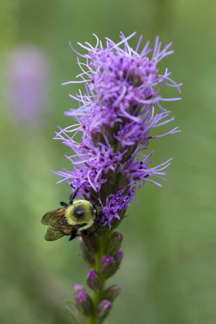 You are currently viewing Le Liatris peut-il pousser dans des pots : en savoir plus sur les plantes Liatris en conteneurs