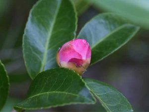 Lire la suite à propos de l’article Fourmis sur les fleurs de camélia : pourquoi les bourgeons de camélia sont-ils couverts de fourmis