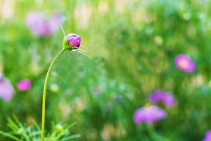 Lire la suite à propos de l’article Informations sur les bourgeons végétaux – Bouton floral contre. Bourgeon de feuille sur les plantes