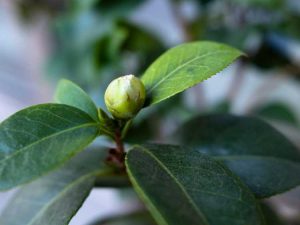 Lire la suite à propos de l’article Bourgeons des plantes de camélia : pourquoi les fleurs de camélia ne s'ouvrent-elles pas et les bourgeons tombent-ils