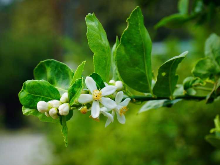 You are currently viewing Quelles sont les causes de la chute des bourgeons d’agrumes – Les bourgeons d’agrumes disparaissent