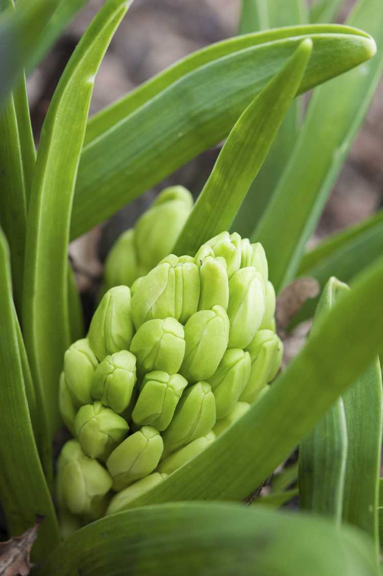 You are currently viewing Chute des bourgeons de jacinthe : pourquoi les bourgeons de jacinthe tombent