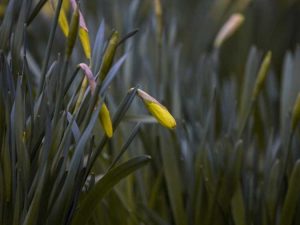 Lire la suite à propos de l’article Qu'est-ce que l'explosion des bourgeons de la jonquille : raisons pour lesquelles les bourgeons de la jonquille ne s'ouvrent pas