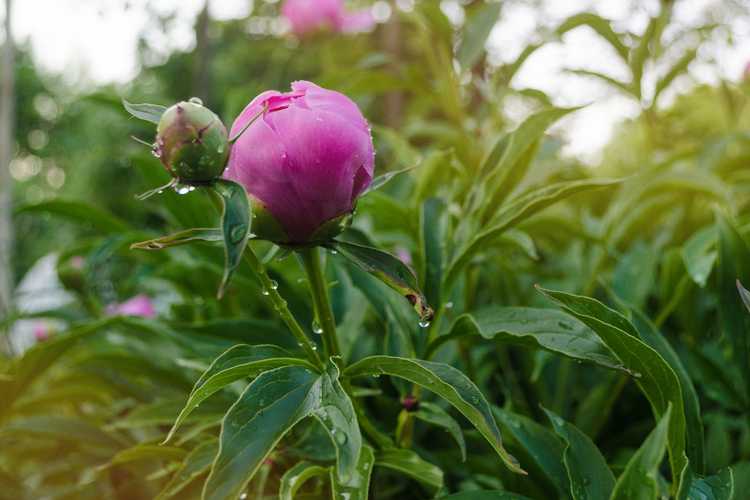 You are currently viewing Problèmes avec les pivoines : raisons pour lesquelles les bourgeons de pivoine ne se développent pas