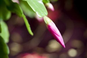 Lire la suite à propos de l’article Les bourgeons des cactus de Noël tombent – Empêcher la chute des bourgeons sur les cactus de Noël