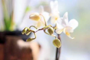 Lire la suite à propos de l’article Chute des bourgeons d'orchidées : comment prévenir l'explosion des bourgeons des orchidées
