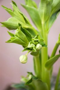 Lire la suite à propos de l’article Mon hellébore ne fleurit pas : causes pour lesquelles un hellébore ne fleurit pas