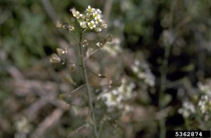 Lire la suite à propos de l’article Contrôler la bourse à pasteur – Comment se débarrasser des mauvaises herbes de la bourse à pasteur