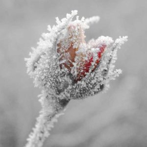 Lire la suite à propos de l’article Protéger les roses en hiver : comment réparer les dommages hivernaux causés aux roses