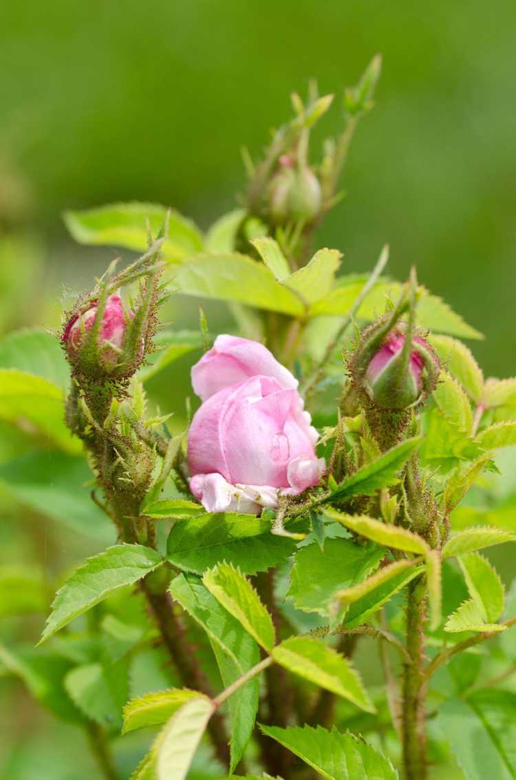 You are currently viewing Informations sur la déformation de la rose : quelles sont les causes de la croissance déformée de la rose