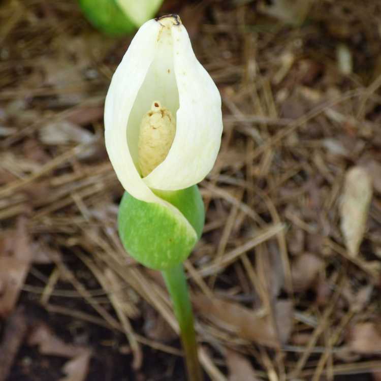 You are currently viewing Les Caladiums fleurissent-ils : quel est le bourgeon en forme de fleur sur la plante de Caladium