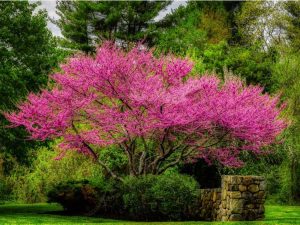 Lire la suite à propos de l’article Conseils pour la transplantation d'un arbre Redbud