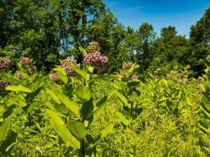 Lire la suite à propos de l’article Propagation des boutures d'asclépiade : En savoir plus sur l'enracinement des boutures d'asclépiade