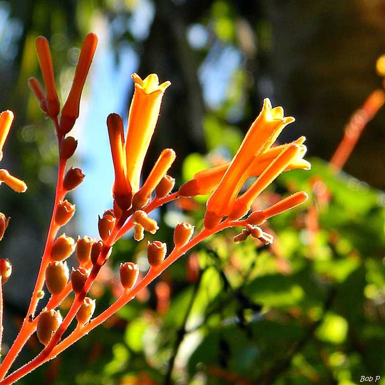 You are currently viewing Propagation des boutures de Firebush : Apprenez à enraciner des boutures de Firebush