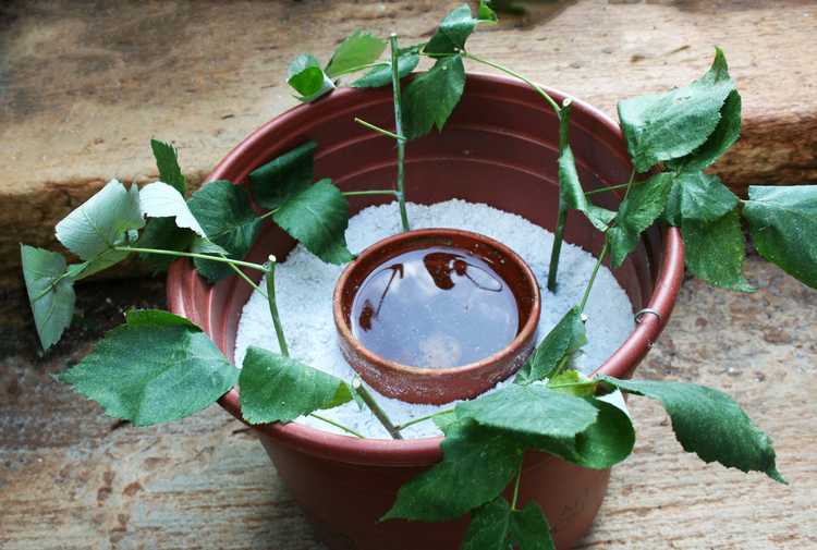 You are currently viewing Propagation de framboises : pouvez-vous faire pousser un framboisier à partir de boutures