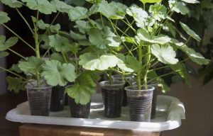 Lire la suite à propos de l’article Propagation des plantes de géranium – Apprenez à démarrer des boutures de géranium