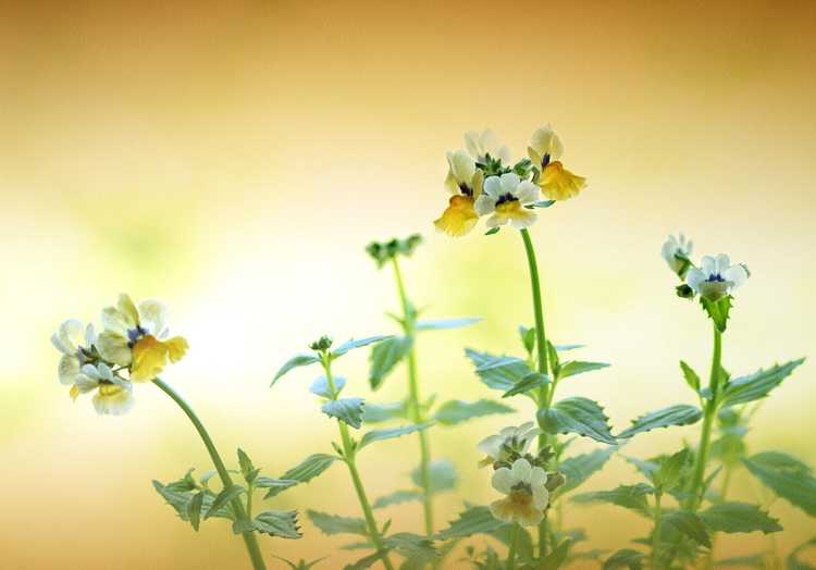 You are currently viewing Cultiver du Nemesia à partir de boutures : conseils pour enraciner les boutures de Nemesia