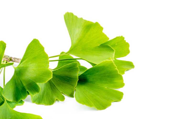 You are currently viewing Propagation de boutures de ginkgo : apprenez à enraciner des boutures de ginkgo