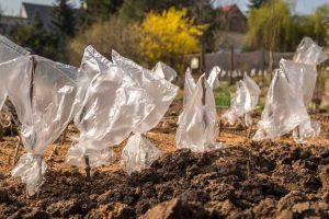 Lire la suite à propos de l’article Enracinement des pommiers : découvrez comment planter des boutures de pommiers