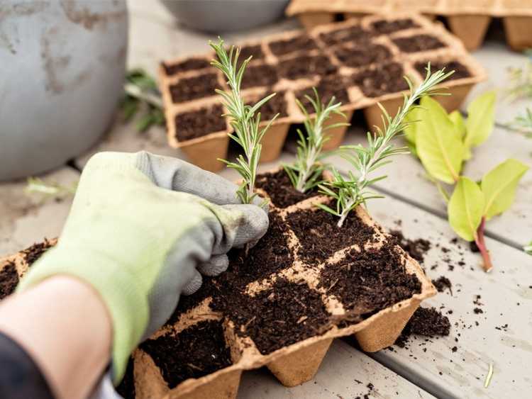 You are currently viewing 5 façons d'obtenir des plantes gratuites pour votre jardin