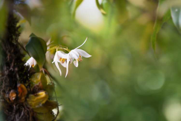 You are currently viewing Informations sur le commerce illégal de plantes – Comment le braconnage affecte-t-il les plantes