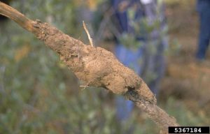 Lire la suite à propos de l’article Pourriture des racines de l'abricot armillaria : quelles sont les causes de la pourriture des racines du chêne abricot