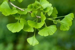 Lire la suite à propos de l’article Nourrir les arbres de ginkgo : découvrez les besoins en engrais du ginkgo