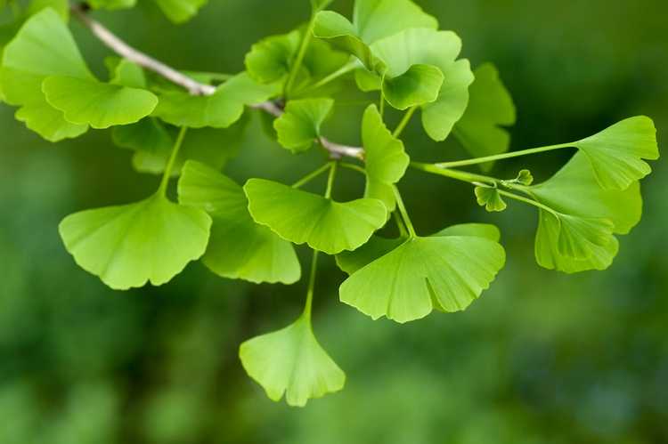 You are currently viewing Nourrir les arbres de ginkgo : découvrez les besoins en engrais du ginkgo