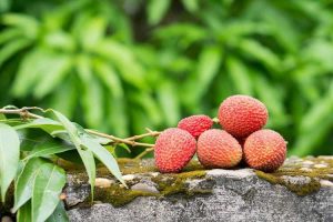 Lire la suite à propos de l’article Conseils pour la taille des litchis – Apprenez à tailler un litchi