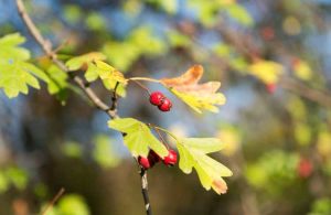 Lire la suite à propos de l’article Complications de l'arbre Mayhaw : problèmes courants avec les arbres Mayhaw