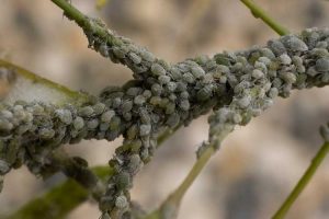 Lire la suite à propos de l’article Maladie des arbres à pucerons – Comment traiter les pucerons des arbres et les gouttes de miellat