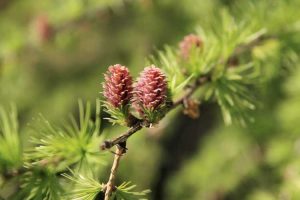 Lire la suite à propos de l’article Cultiver un mélèze : types de mélèzes pour le jardin