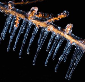 Lire la suite à propos de l’article Protection contre le froid du pêcher : comment préparer un pêcher pour l'hiver