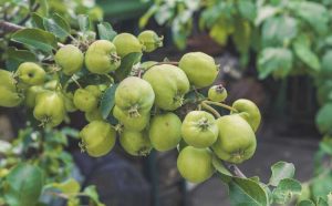 Lire la suite à propos de l’article Éclaircir les pommes : découvrez comment et quand éclaircir les pommiers