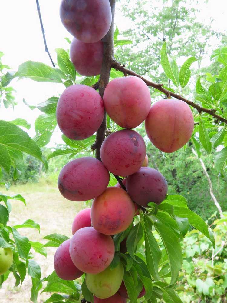 Lire la suite à propos de l’article Jubileum Plum Care – Planter un prunier Jubileum à la maison