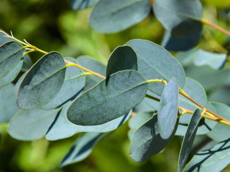 You are currently viewing Causes des problèmes avec les eucalyptus