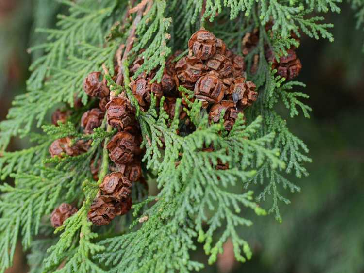 Lire la suite à propos de l’article Variétés à feuilles persistantes à écailles: Qu'est-ce qu'un arbre à feuilles persistantes à écailles