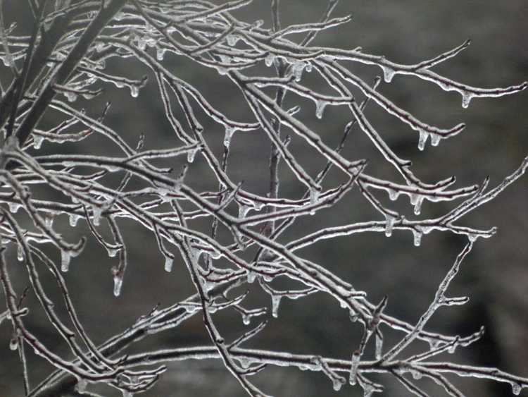 Lire la suite à propos de l’article Faire face à la glace sur les plantes : que faire pour les arbres et arbustes couverts de glace