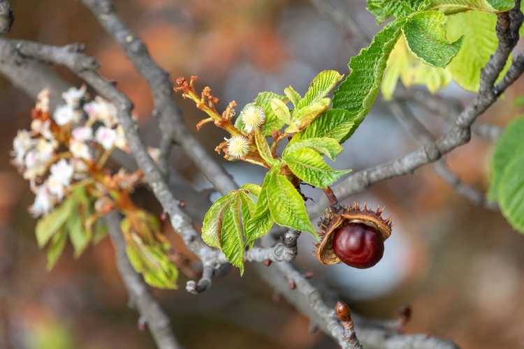 Lire la suite à propos de l’article Taille du marronnier d'Inde : faut-il couper les branches du marronnier d'Inde