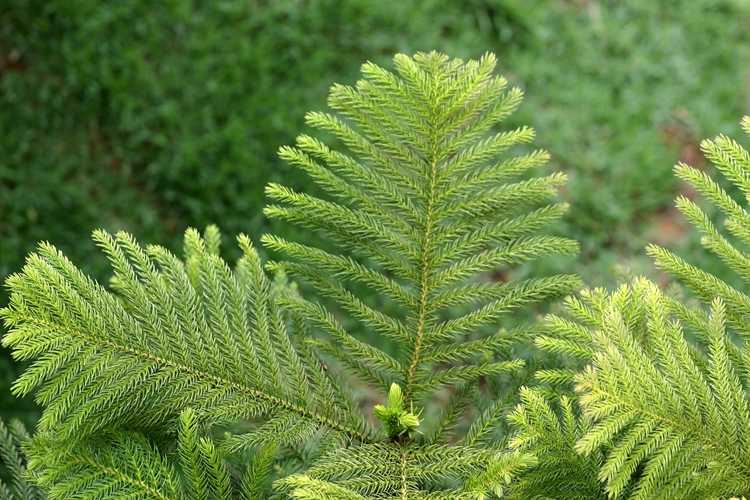 You are currently viewing Un pin de l'île Norfolk peut-il pousser à l'extérieur – Planter des pins du Norfolk dans le paysage