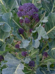 Lire la suite à propos de l’article Plantes de brocoli violet – Planter des graines de brocoli à germination violette