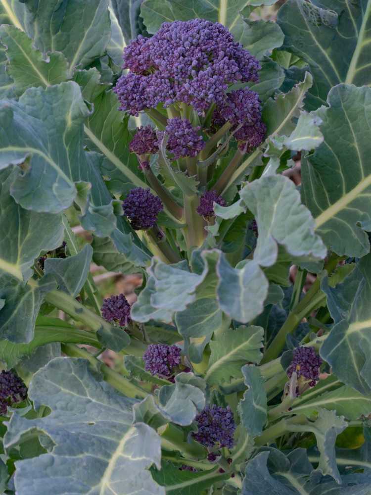 You are currently viewing Plantes de brocoli violet – Planter des graines de brocoli à germination violette