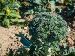 Lire la suite à propos de l’article Qu'est-ce que le brocoli calabrais – Informations sur le brocoli à germer calabrais