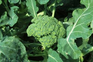 Lire la suite à propos de l’article Cultiver du brocoli Goliath vert : comment planter des graines de brocoli Goliath vert