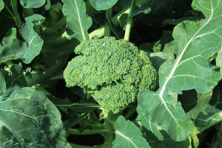 You are currently viewing Cultiver du brocoli Goliath vert : comment planter des graines de brocoli Goliath vert