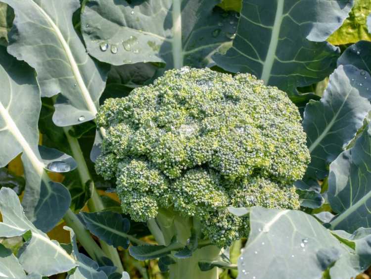 You are currently viewing Culture de brocoli en pot : conseils pour cultiver du brocoli en pots