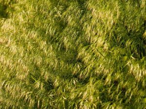 Lire la suite à propos de l’article Qu’est-ce que le brome des champs – Informations sur l’herbe du brome des champs