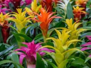 Lire la suite à propos de l’article Entretien des plantes d'intérieur Guzmania – Conseils pour la culture des broméliacées Guzmania